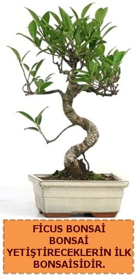 Ficus bonsai 15 ile 25 cm arasndadr  Rize anneler gn iek yolla 