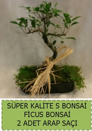 Ficus S Bonsai ve arap saçı  Rize çiçek online çiçek siparişi 