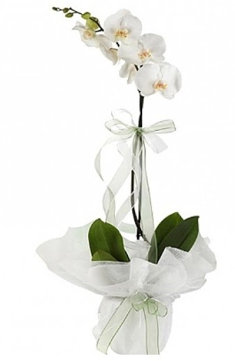 Tekli Beyaz Orkide  Rize gvenli kaliteli hzl iek 
