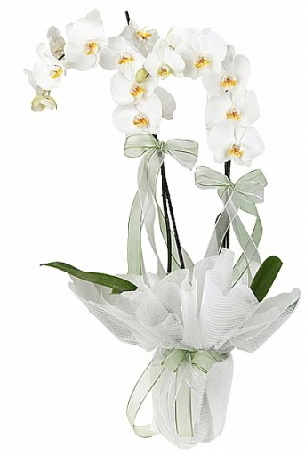 ift Dall Beyaz Orkide  Rize hediye iek yolla 