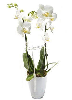 2 dall beyaz seramik beyaz orkide sakss  Rize 14 ubat sevgililer gn iek 