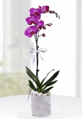 Tek dall saksda mor orkide iei  Rize nternetten iek siparii 