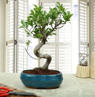 Amazing Bonsai Ficus S thal  Rize iek gnderme sitemiz gvenlidir 