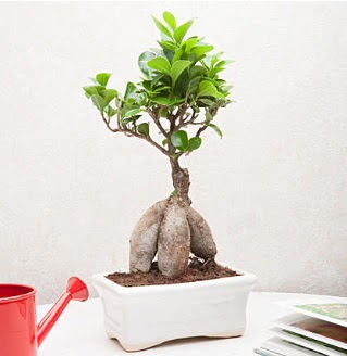Exotic Ficus Bonsai ginseng  Rize internetten iek sat 