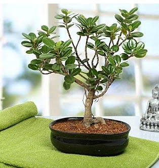 Lovely Ficus Iceland Bonsai  Rize hediye iek yolla 