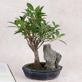 Japon aac Evergreen Ficus Bonsai  Rize 14 ubat sevgililer gn iek 
