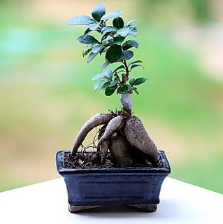 Marvellous Ficus Microcarpa ginseng bonsai  Rize iek yolla 