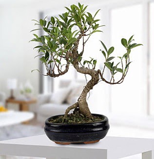 Gorgeous Ficus S shaped japon bonsai  Rize online iek gnderme sipari 