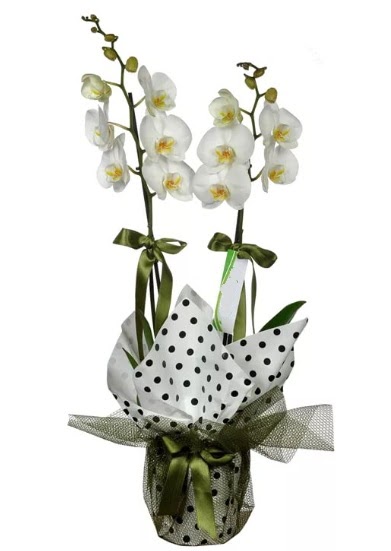 ift Dall Beyaz Orkide  Rize ucuz iek gnder 