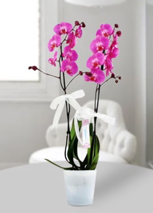 Çift dallı mor orkide  Rize İnternetten çiçek siparişi 