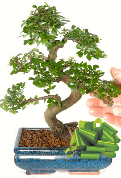 Yaklak 25 cm boyutlarnda S bonsai  Rize online ieki , iek siparii 