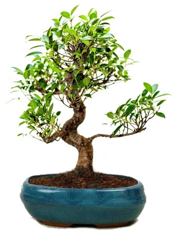 25 cm ile 30 cm aralığında Ficus S bonsai  Rize 14 şubat sevgililer günü çiçek 