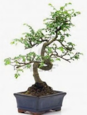 S gvde bonsai minyatr aa japon aac  Rize iek servisi , ieki adresleri 