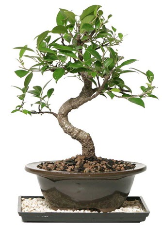 Altn kalite Ficus S bonsai  Rize iek online iek siparii  Sper Kalite