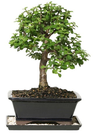 15 cm civar Zerkova bonsai bitkisi  Rize online ieki , iek siparii 