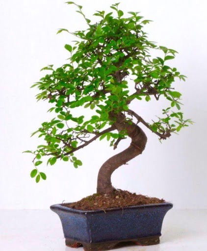 S gvdeli bonsai minyatr aa japon aac  Rize 14 ubat sevgililer gn iek 