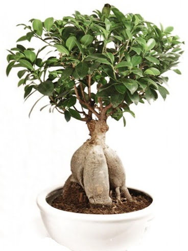 Ginseng bonsai japon aac ficus ginseng  Rize uluslararas iek gnderme 