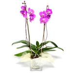  Rize çiçek servisi , çiçekçi adresleri  Cam yada mika vazo içerisinde  1 kök orkide