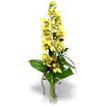  Rize uluslararası çiçek gönderme  cam vazo içerisinde tek dal canli orkide