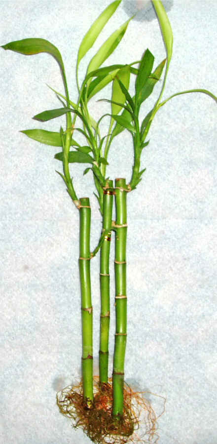 Lucky Bamboo 3 adet vazo hediye edilir   Rize ieki telefonlar 