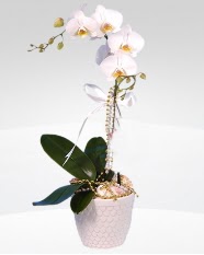 1 dallı orkide saksı çiçeği  Rize cicek , cicekci 