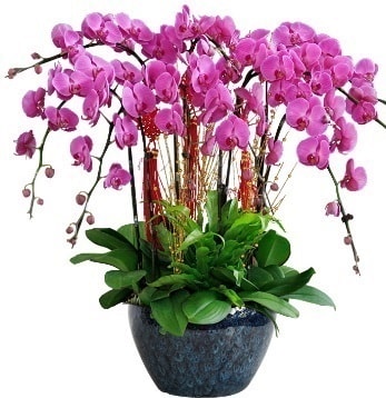 9 dallı mor orkide  Rize ucuz çiçek gönder 