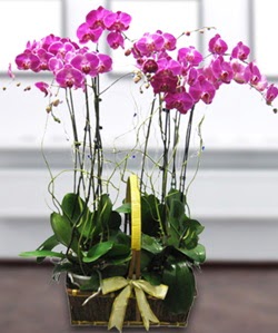 4 dallı mor orkide  Rize çiçek siparişi vermek 