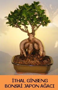 İthal japon ağacı ginseng bonsai satışı  Rize uluslararası çiçek gönderme 