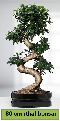 80 cm özel saksıda bonsai bitkisi  Rize çiçek online çiçek siparişi 