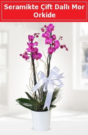 Seramikte Çift Dallı Mor Orkide  Rize hediye çiçek yolla 